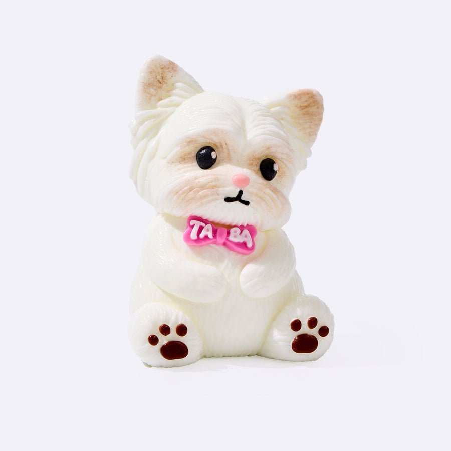 White Yorkshire Terrier